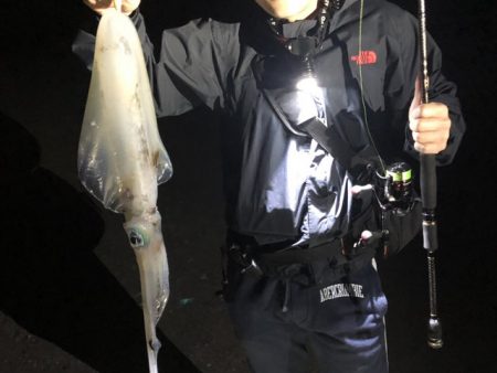 アオリイカ連発